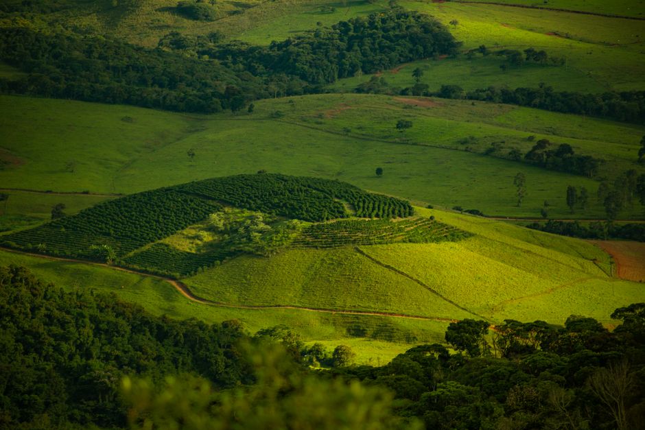 Coffee farm